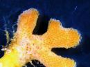 Bryozoa Pentapora fasciali